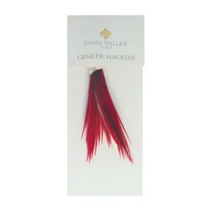 Bann Valley Metz Genetic Hackles - Small (16-10)