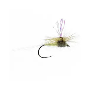 Paramidge Curse Flies