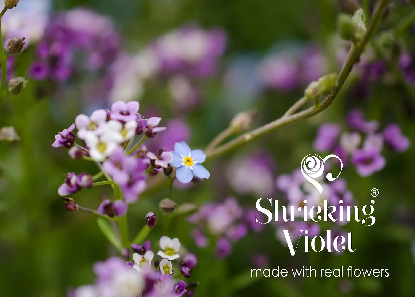 Shrieking Violet Real Flower Purple Haze Drop Earrings BLE05